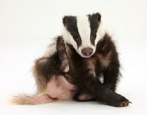 Young Badger (Meles meles) scratching himself.