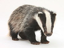 RF- Portrait of a young Badger (Meles meles). (This image may be licensed either as rights managed or royalty free.)