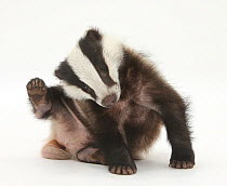 Young Badger (Meles meles) scratching himself.
