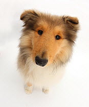 Rough Collie puppy,  14 weeks, looking up.