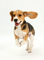 RF- Beagle puppy running. (This image may be licensed either as rights managed or royalty free.)