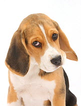 Portrait of a Beagle puppy.