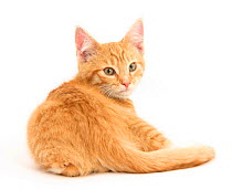 Ginger kitten, looking over his shoulder.
