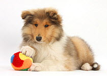 Rough Collie puppy, 14 weeks, with a soft ball toy.