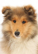 Portrait of a Rough Collie puppy, 14 weeks.