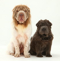 Bearcoat Shar Pei mother, with her Blue Bearcoat puppy, 13 weeks.