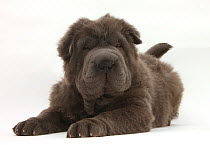 Blue Bearcoat Shar Pei puppy, 13 weeks, lying with head up.