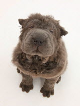 Blue Bearcoat Shar Pei puppy, 13 weeks, sitting and looking up.