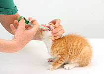 Using a pill-giver to adminster pill to a ginger kitten.