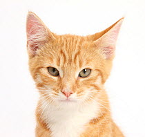 Portrait of a ginger kitten.