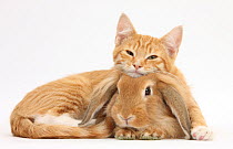 Ginger kitten lying with head on Sandy Lionhead rabbit.