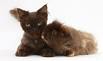 Chocolate cat, and shaggy guinea pig.