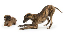 Brindle Lurcher dog, in play-bow, ready to pounce at Brown Shih-tzu.