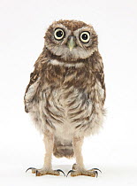 Portrait of a young Little Owl (Athene noctua).