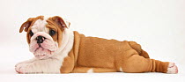 Bulldog puppy, 8 weeks, lying stretched out.