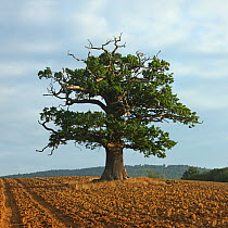 English Oak (Quercus robur) standing solitary in a field. Surrey, UK, August. Year sequence, 2 of 4 (summer).