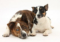Mongrel dog and Jack Russell Terrier bitch.  The mongrel has heterochromic eyes.