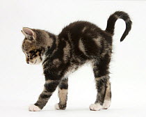 Tabby kitten stretching with arched back