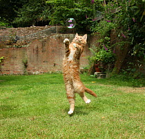 Ginger kitten leaping to catch a soap bubble.