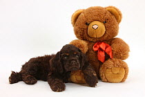 American Cocker Spaniel puppy and teddy bear.