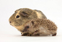 Baby Hedgehog (Erinaceus europaeus) and guinea pig, walking in profile.
