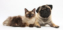 Fawn Pug, Burmese-cross cat and shaggy guinea pig.