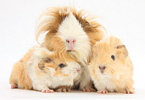 Long-haired mother Guinea pig and babies.