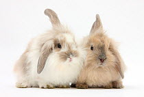 Young windmill-eared rabbits.