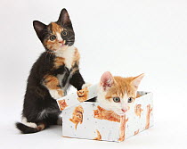 Ginger-and-white and tortoiseshell kittens playing with a birthday box.