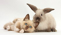 Ragdoll-cross kitten and young colourpoint rabbit.