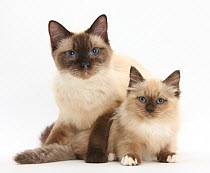 Birman-cross cat and kitten.