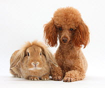 Red toy Poodle dog, with sandy lop rabbit.