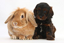 Cockerpoo puppy and Lionhead-Lop rabbit.