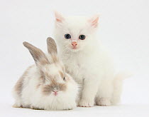 White kitten and baby rabbit.