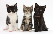 RF- Portrait of three kittens. (This image may be licensed either as rights managed or royalty free.)