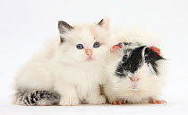 Ragdoll-cross kitten with black-and-white guinea pig.