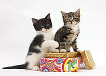 Kittens on birthday parcels.