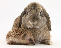 Baby Hedgehog and agouti Lop rabbit.