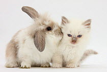 Young windmill-eared rabbit and matching kitten.