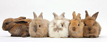 Five baby lionhead-cross rabbits in line