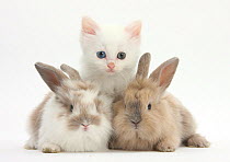 White kitten and baby rabbits.