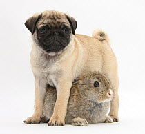 Fawn Pug puppy, 8 weeks, standing over young rabbit.
