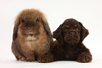 American Cocker Spaniel puppy and Lionhead-cross rabbit.