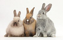 Three baby domestic rabbits.
