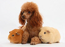 Red toy Poodle dog with red and yellow guinea pigs.