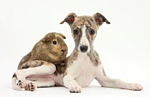 Brindle-and-white Whippet puppy, 9 weeks, with a guinea pig.