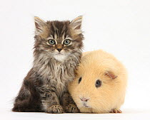 Tabby kitten, 10 weeks, with yellow guinea pig.