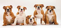 Five Bulldog puppies in line, 11 weeks.