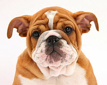 Head portrait of a Bulldog puppy, 11 weeks.
