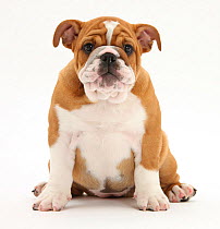 RF- Portrait of a Bulldog puppy, 11 weeks. (This image may be licensed either as rights managed or royalty free.)